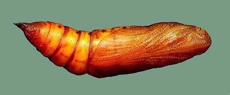 Pupa of Hyles livornica, France. © Tony Pittaway.