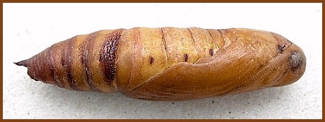 Pupa of Hyles livornica, France. © Tony Pittaway.