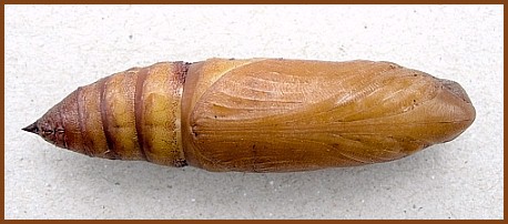 Pupa of Hyles livornica, France. © Tony Pittaway.