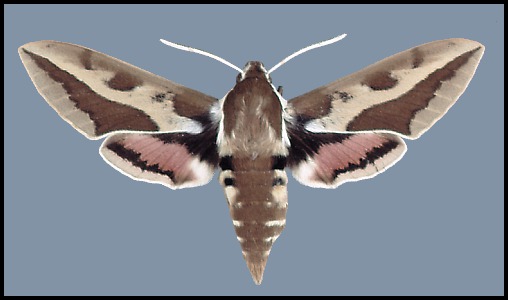Male Hyles tithymali mauretanica, Algeria