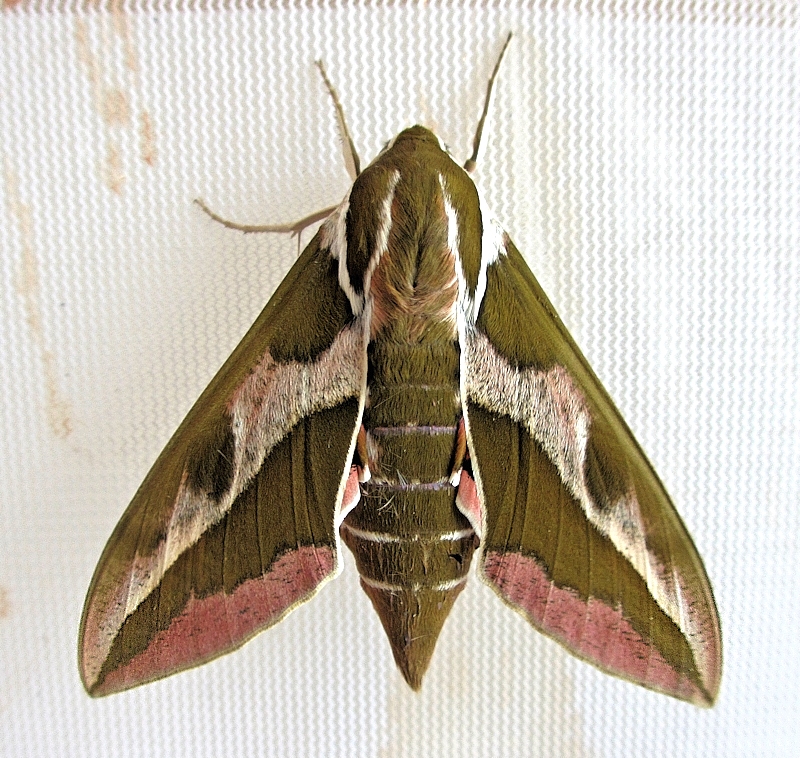 Female Hyles tithymali mauretanica, near Azrou, Middle Atlas Mountains, Morocco, bred ex. l. 2014. Photo: © Pascal Régnier.