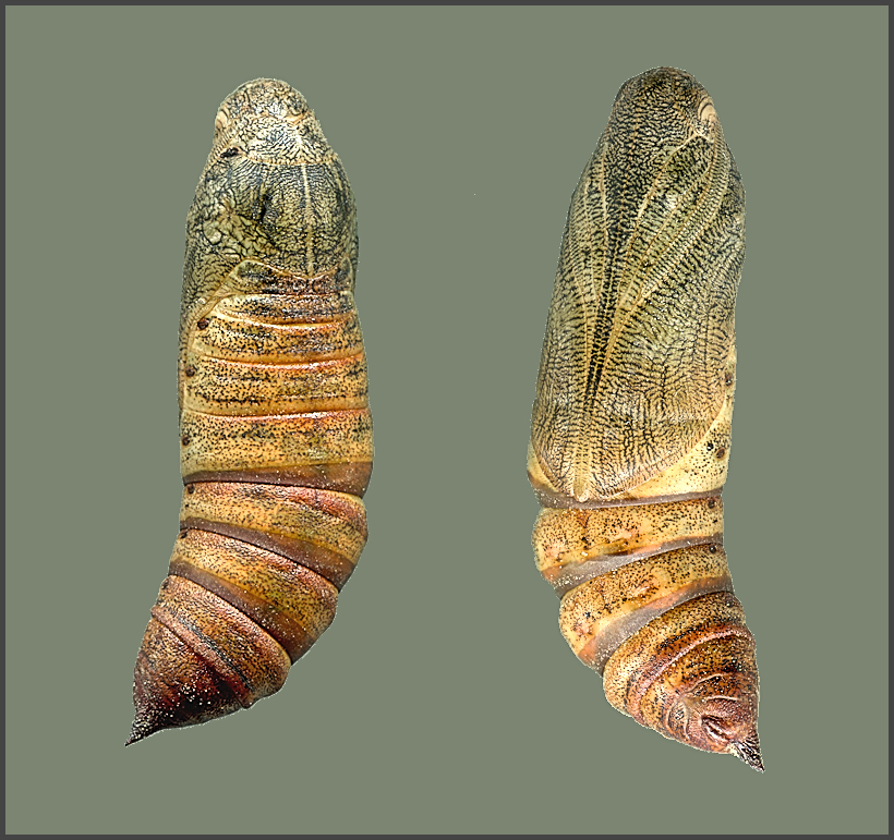 Pupa of Hyles tithymali mauretanica, High Atlas Mountains, Morocco, 1900m, bred 2020. Photo: © Pascal Régnier.