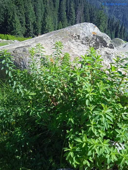 Typical habitat of Hyles nervosa with Euphorbia wallichii, Janshai Meadow, Swat Valley, Khyber Pakhtunkhwa, northwestern Pakistan, viii.2022. Photo: © Azan Karam.