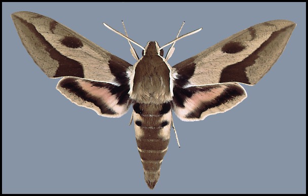 Male Hyles nicaea nicaea, Cannes, France.