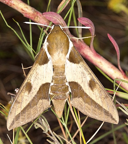 Female Hyles nicaea nicaea, near Carcassonne, southern France. Photo: © Frank Deschandol.