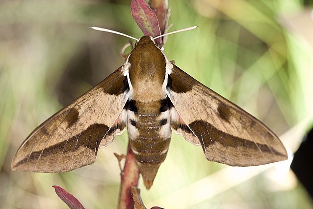 Female Hyles nicaea nicaea in alert posture, near Carcassonne, southern France. Photo: © Frank Deschandol.