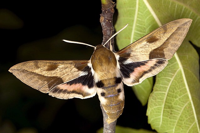 Male Hyles nicaea nicaea in alarm posture, near Carcassonne, southern France. Photo: © Frank Deschandol.