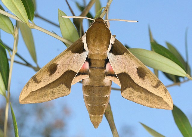 Male Hyles nicaea nicaea in alert posture, near Carcassonne, southern France. Photo: © Jean Haxaire.