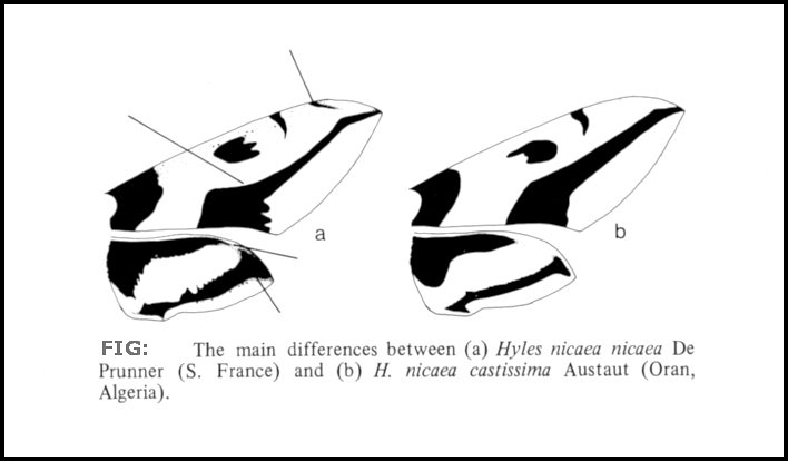 The main differences between Hyles nicaea nicaea and Hyles nicaea castissima. Image: © Tony Pittaway.
