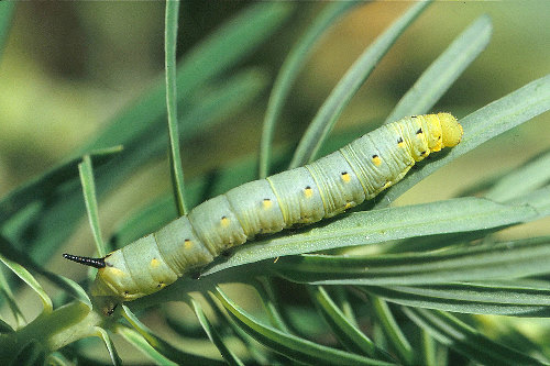 Second instar larva of Hyles nicaea nicaea, Ardèche, southern France. Photo: © S. Wambeke.