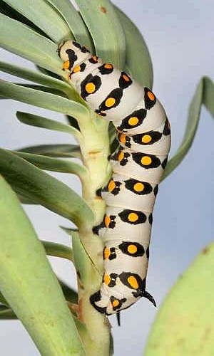 Third instar larva of Hyles nicaea nicaea, near Carcassonne, southern France. Photo: © Jean Haxaire.