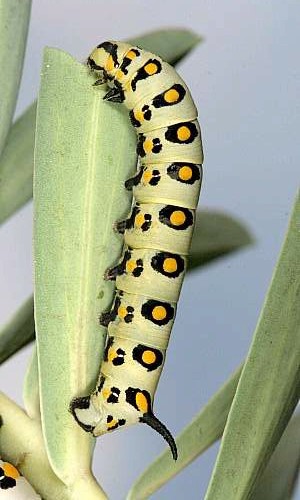 Third instar larva of Hyles nicaea nicaea, near Carcassonne, southern France. Photo: © Jean Haxaire.