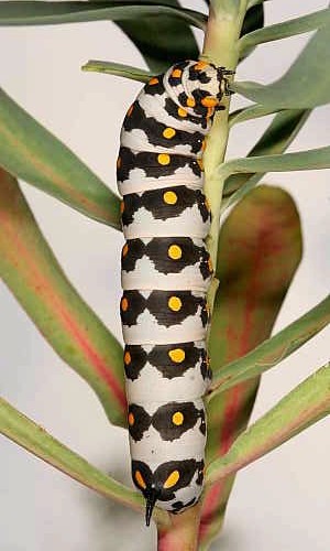 Fourth instar larva of Hyles nicaea nicaea, near Carcassonne, southern France. Photo: © Jean Haxaire.