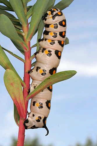 Final instar larva of Hyles nicaea nicaea, near Carcassonne, southern France. Photo: © Jean Haxaire.