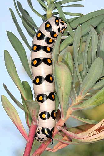 Final instar larva of Hyles nicaea nicaea, near Carcassonne, southern France. Photo: © Jean Haxaire.