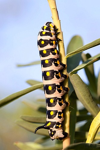 Final instar larva of Hyles nicaea nicaea, near Carcassonne, southern France. Photo: © Frank Deschandol.