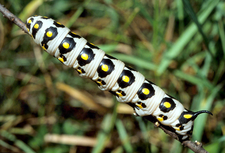 Final instar larva of Hyles nicaea nicaea, Ardèche, southern France. Photo: © S. Wambeke.