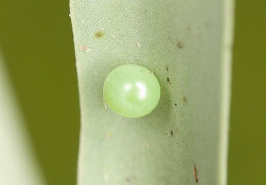 Egg of Hyles nicaea nicaea, near Carcassonne, southern France. Photo: © Frank Deschandol.