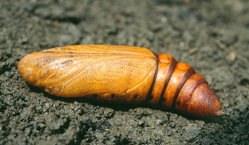 Pupa of Hyles nicaea nicaea, Ardèche, southern France. Photo: © S. Wambeke.