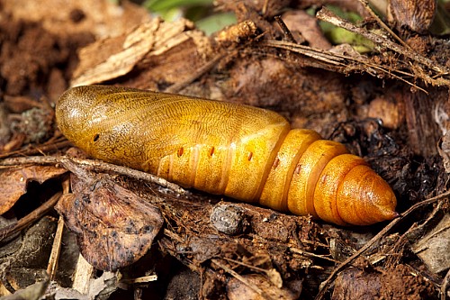 Pupa of Hyles nicaea nicaea, near Carcassonne, southern France. Photo: © Frank Deschandol.