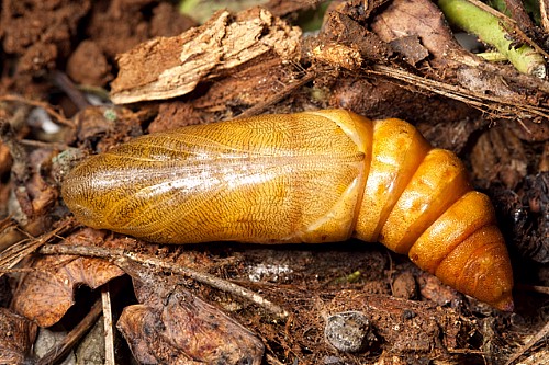 Pupa of Hyles nicaea nicaea, near Carcassonne, southern France. Photo: © Frank Deschandol.