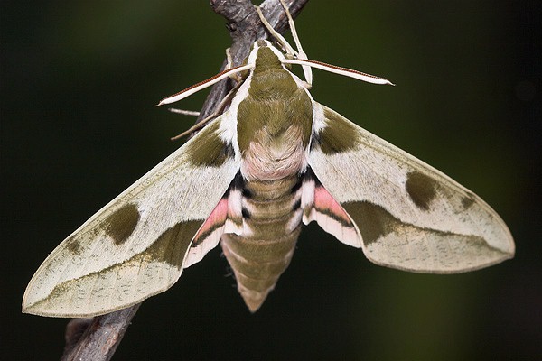 Male Hyles nicaea orientalis, Tarkhankut, W. Crimea, Ukraine. Photo: © Nickolai Ivshin.