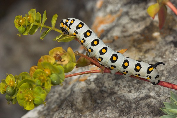 Full-grown larva of Hyles nicaea orientalis, Tarkhankut, W. Crimea, Ukraine. Photo: © Nickolai Ivshin.