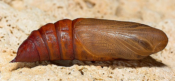 Pupa of Hyles nicaea orientalis, Tarkhankut, W. Crimea, Ukraine. Photo: © Nickolai Ivshin.