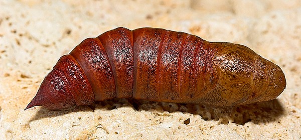 Pupa of Hyles nicaea orientalis, Tarkhankut, W. Crimea, Ukraine. Photo: © Nickolai Ivshin.