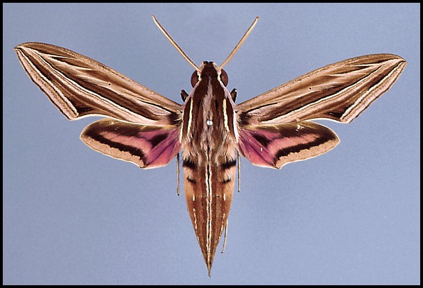 Male Hippotion osiris, Mahé, Seychelles.