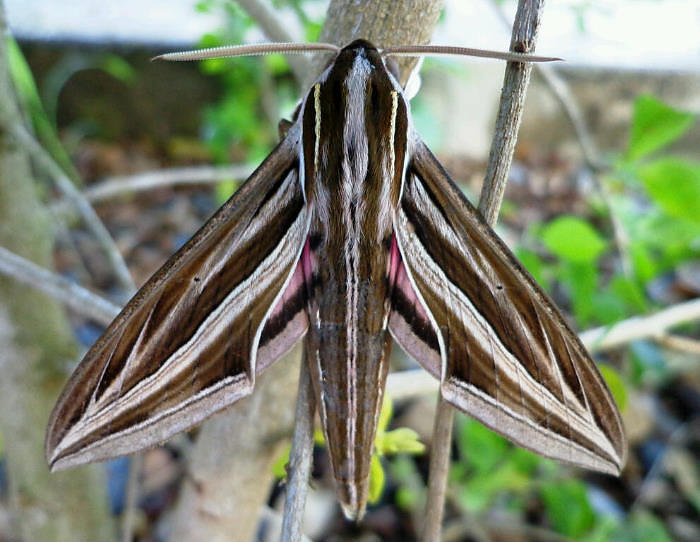 Male Hippotion osiris, Ogun, Nigeria. Photo: © Adedotun Ajibade.