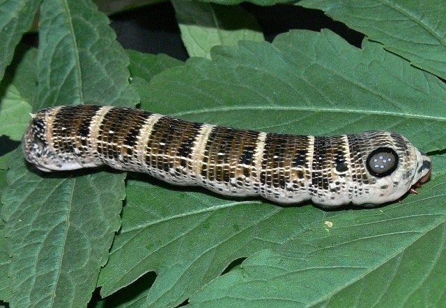 Final instar brown form larva of Hippotion osiris, Baoma/Goderich, Freetown, Sierra Leone, 825'41N 1315'47W. Photo: © Roy Goff.