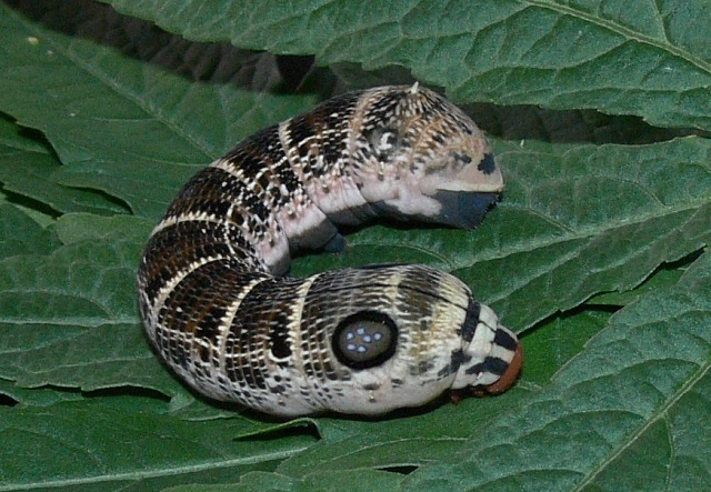 Final instar brown form larva of Hippotion osiris, Baoma/Goderich, Freetown, Sierra Leone, 825'41N 1315'47W. Photo: © Roy Goff.