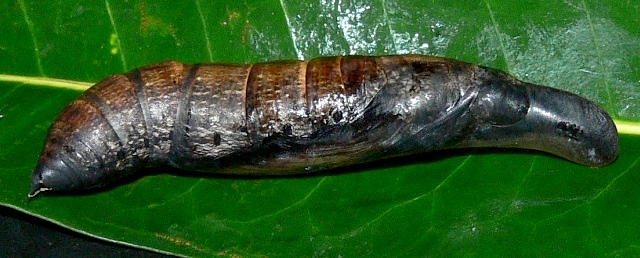 Pupa of Hippotion osiris, Baoma/Goderich, Freetown, Sierra Leone, 825'41N 1315'47W. Photo: © Roy Goff.