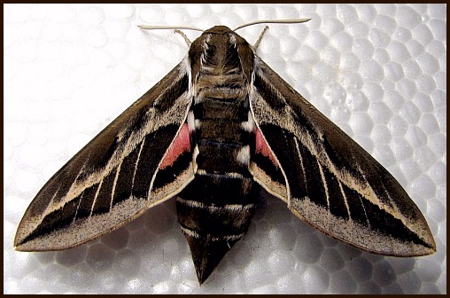 Adult Hyles tithymali phaelipae, El Hierro, Canary Islands. Photo: © Felipe Gil-T.