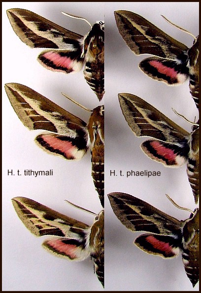Adults of Hyles tithymali tithymali and Hyles tithymali phaelipae. Photo: © Felipe Gil-T.