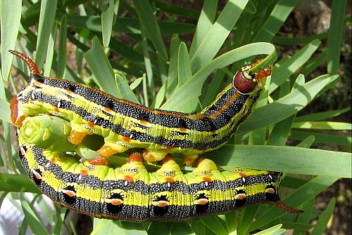 Full-grown larvae of Hyles tithymali phaelipae, El Hierro, Canary Islands. Photo: © Felipe Gil-T.