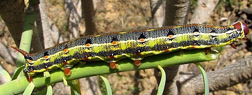 Full-grown larva of Hyles tithymali phaelipae, El Hierro, Canary Islands. Photo: © Felipe Gil-T.