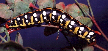 'Yellow' larval form of Hyles euphorbiae robertsi, nr. Esfahan, Iran. Photo: © Tony Pittaway