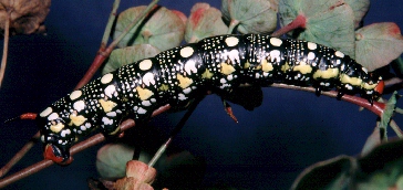 Dark larval form of Hyles euphorbiae robertsi, nr. Esfahan, Iran. Photo: © Tony Pittaway