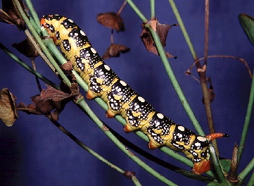 Intermediate larval form of Hyles euphorbiae robertsi, nr. Esfahan, Iran. Photo: © Tony Pittaway