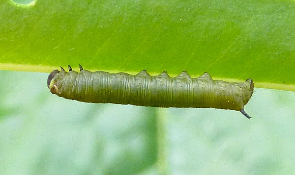 First instar larva of Hyles euphorbiae robertsi, Taft to Nir Road, Yazd Province, Iran, (31��.1擭 53��.3擡), 2212m alt . Leg. Frank Deschandol & Jean Haxaire. Photo: © Tony Pittaway.