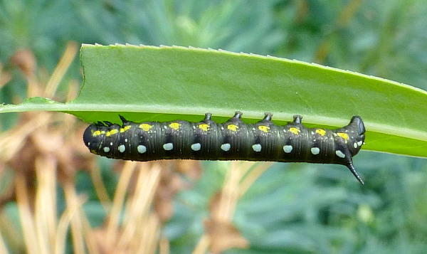 Second instar larva of Hyles euphorbiae robertsi, Taft to Nir Road, Yazd Province, Iran, (31��.1擭 53��.3擡), 2212m alt . Leg. Frank Deschandol & Jean Haxaire. Photo: © Tony Pittaway.