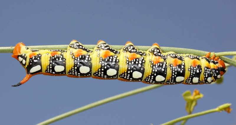 Pale larval form of Hyles euphorbiae robertsi, Shiraz, Iran. Leg. Frank Deschandol & Jean Haxaire. Photo: © Jean Haxaire.
