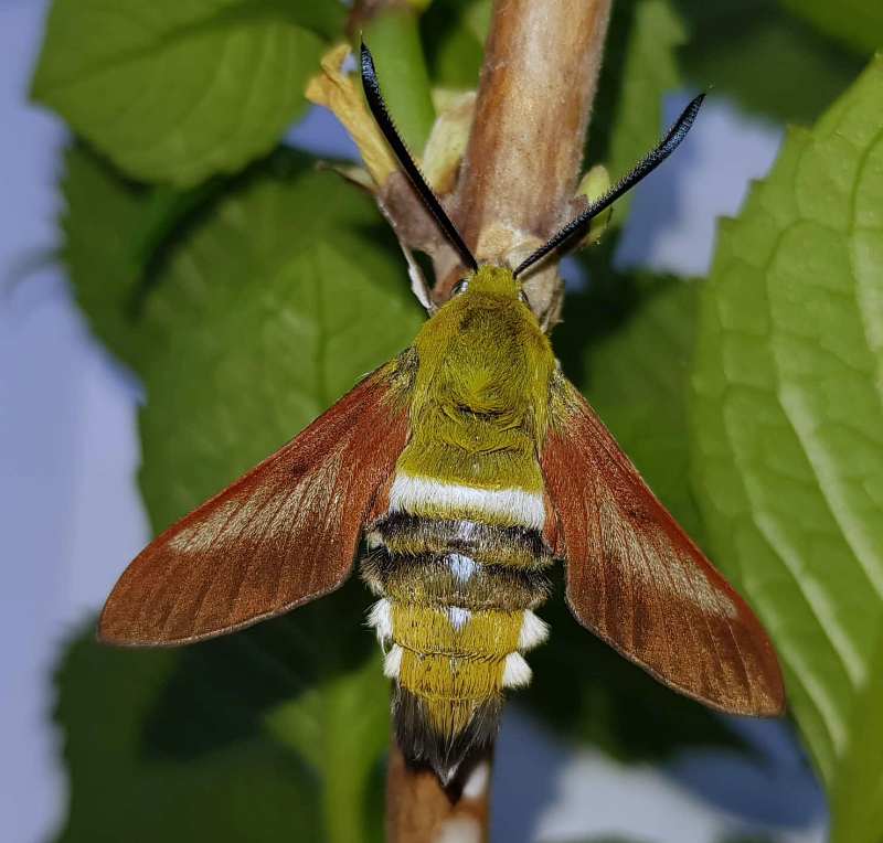 Male Hemaris rubra, Chilam, Gilgit-Baltistan, Pakistan, 2800m, bred 2018/19. Photo: © Serge Yevdoshenko.