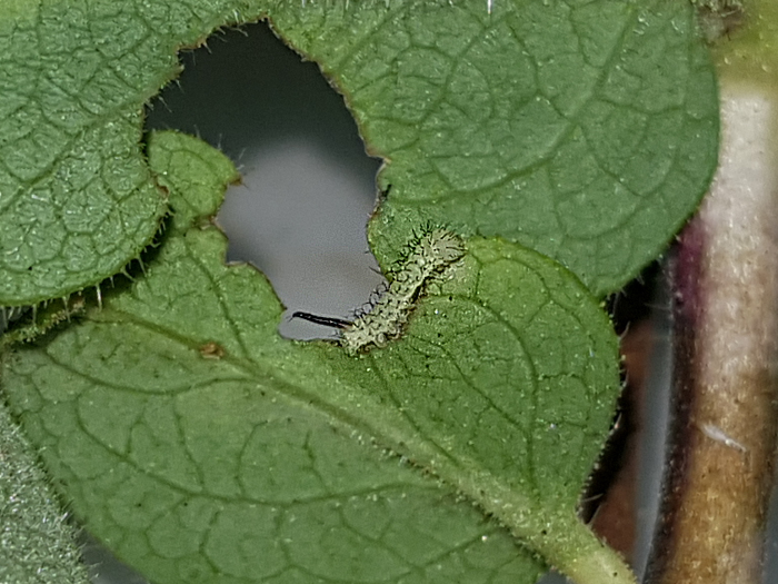 First instar larva of Hemaris rubra, Chilam, Gilgit-Baltistan, Pakistan, 10.vii.2018, 2800m. Photo: © Serge Yevdoshenko.