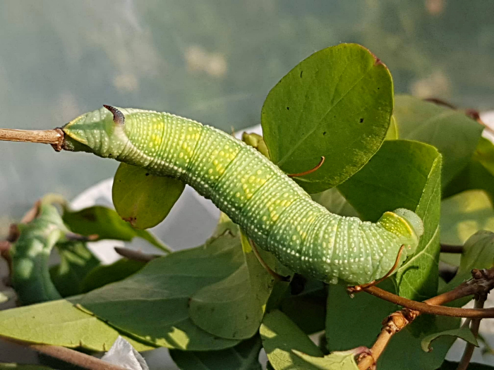 Full-grown larva of Hemaris rubra (dorsal view, in sunlight), Chilam, Gilgit-Baltistan, Pakistan, 22.vii.2018, 2800m. Photo: © Serge Yevdoshenko.