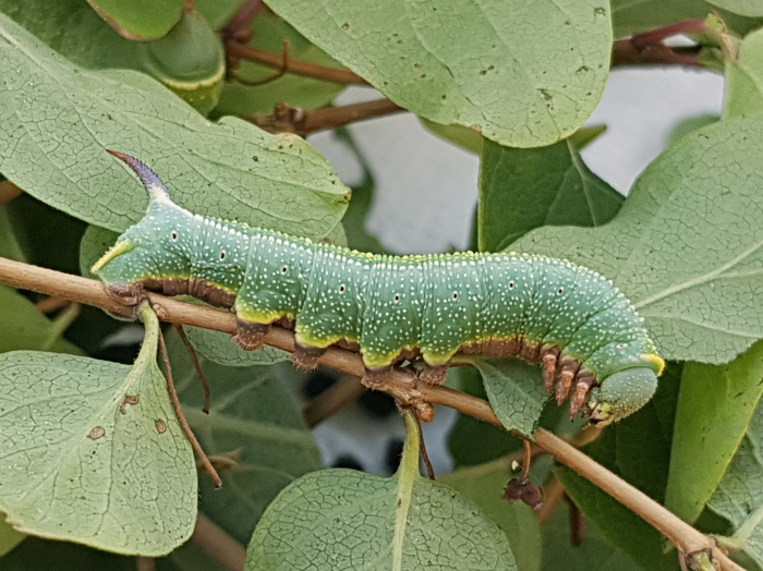 Full-grown larva of Hemaris rubra (blue-green form, lateral view), Chilam, Gilgit-Baltistan, Pakistan, 22.vii.2018, 2800m. Photo: © Serge Yevdoshenko.