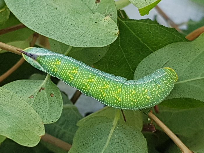 Full-grown larva of Hemaris rubra (blue-green form, dorsal view), Chilam, Gilgit-Baltistan, Pakistan, 22.vii.2018, 2800m. Photo: © Serge Yevdoshenko.