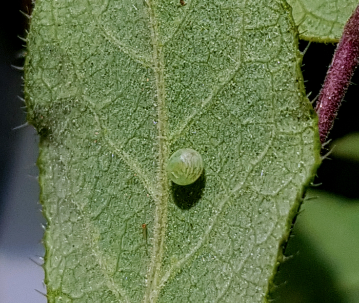 Egg of Hemaris rubra, Chilam, Gilgit-Baltistan, Pakistan, 11.vii.2018, 2800m. Photo: © Serge Yevdoshenko.